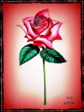 05 - 8060 Red Rose © Alexis Gómez