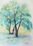 51 - 83 Trees by the shore © María L. Gómez
