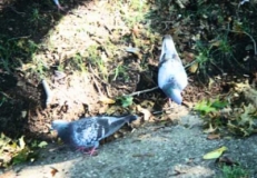 053 - Pigeons at the Shore © María L. Gómez